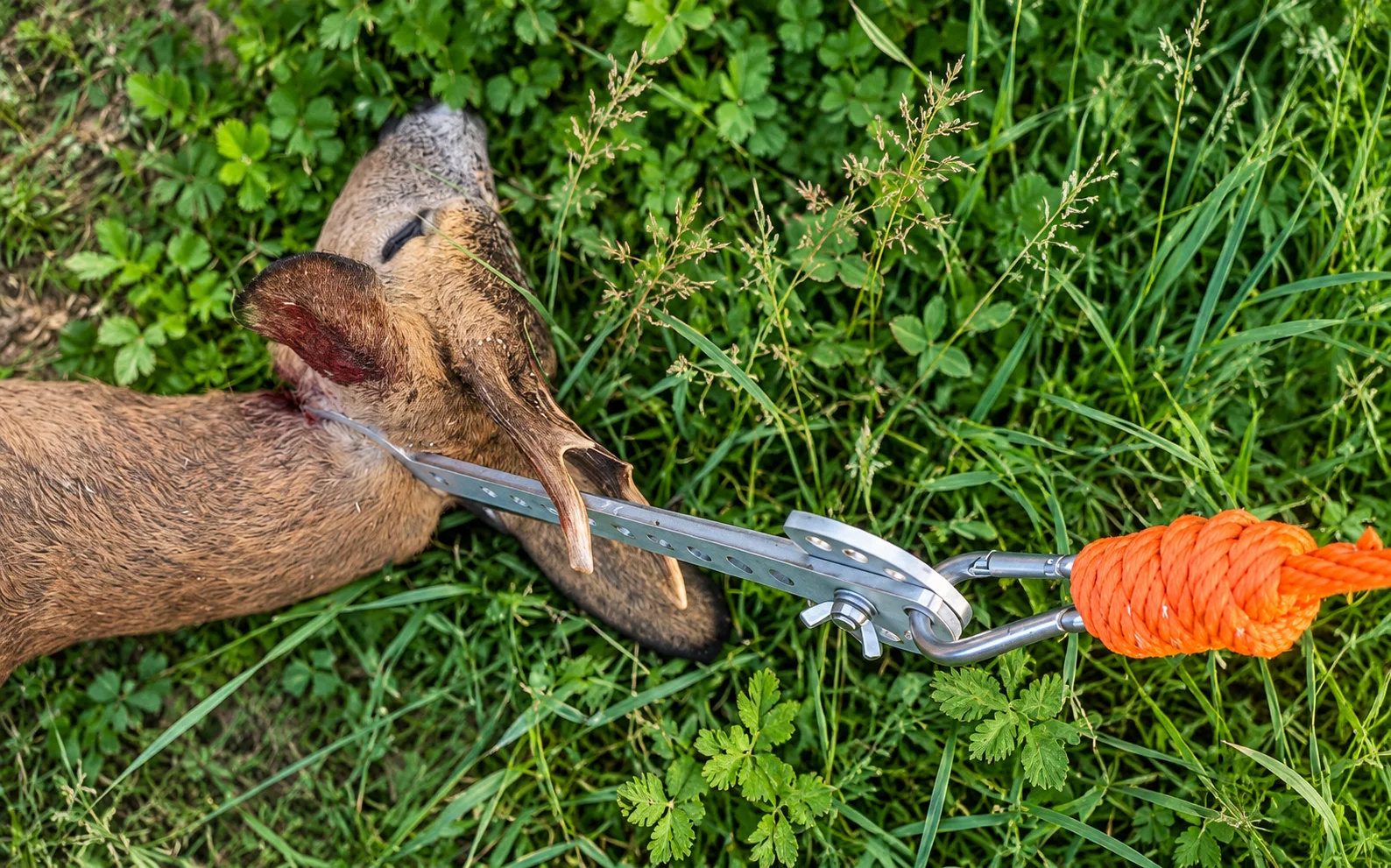 Waidgalgen im Einsatz als Bergezange für Rehwild
